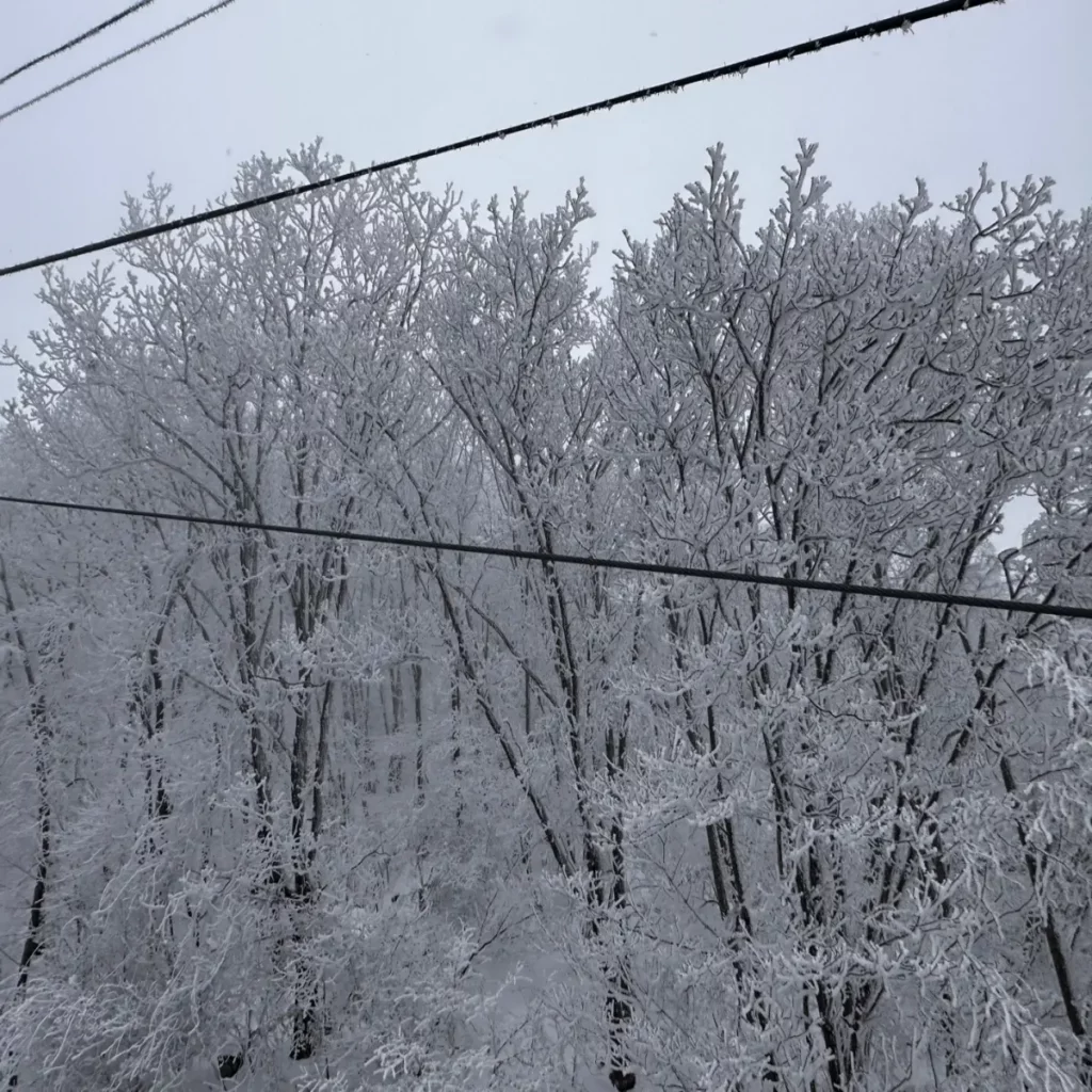 나무에-눈이-예쁘게-쌓인-모습