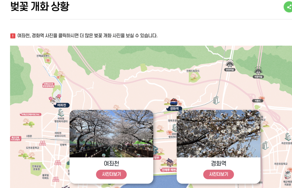 2026년 진해 군항제 벚꽃 개화 상황 캡쳐 이미지